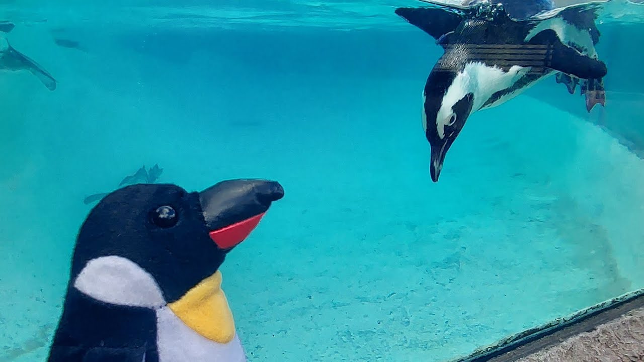 Seeing A Penguin Respond To My Plush Penguin At Busch Gardens In Tampa, Florida.