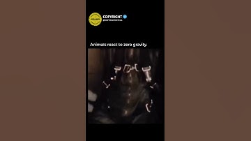 Zero Gravity Animal Reactions: You Won