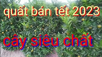 Bán quất tết 2023 quất lùm quất tháp siêu chất, quất cảnh tết năm 2023 dáng tháp giá quất tại vườn