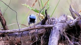 Fairywren Superb