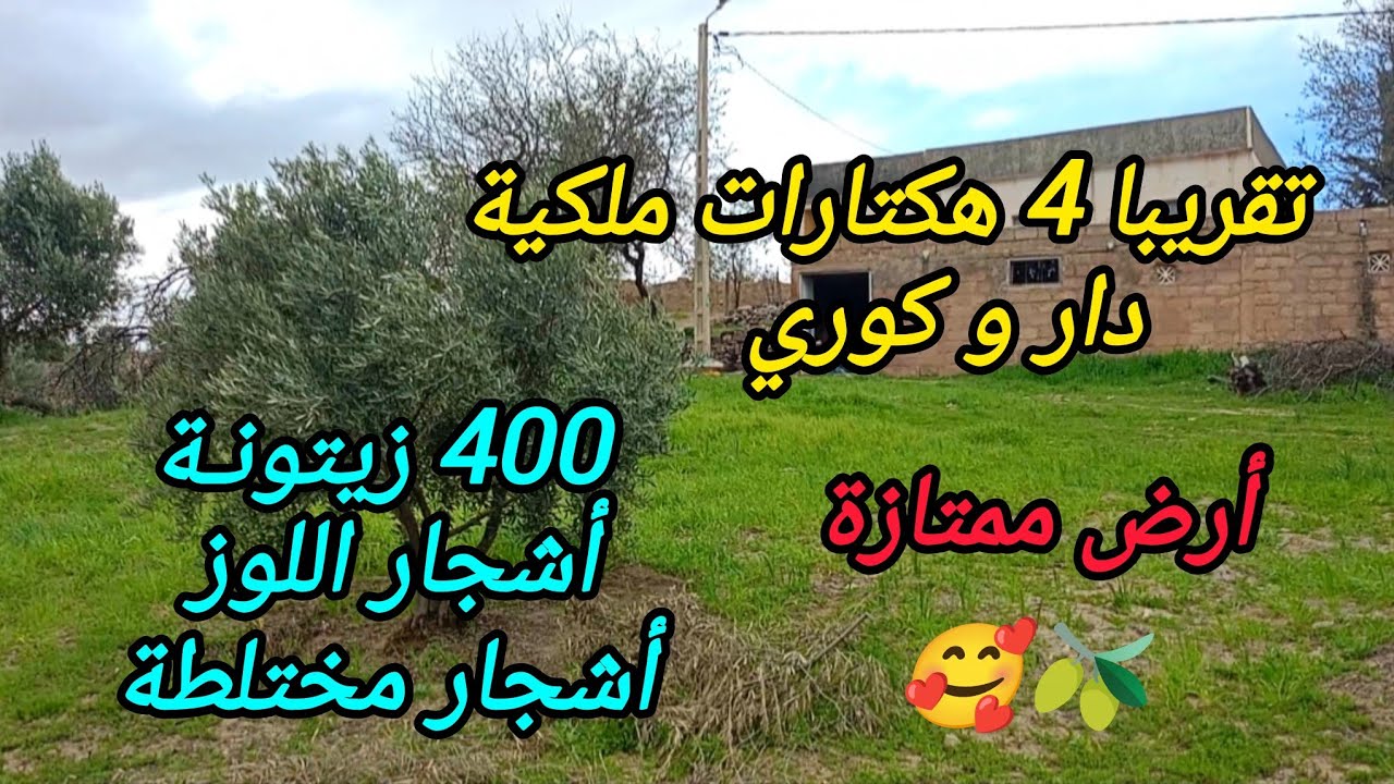 2026-3-6 : تقريبا 4 هكتارات ملكية ،400 زيتونة 🫒 دار و كوري ، أشجار مختلطة ب 46 مليون 🥰 ☎️ 0652902061