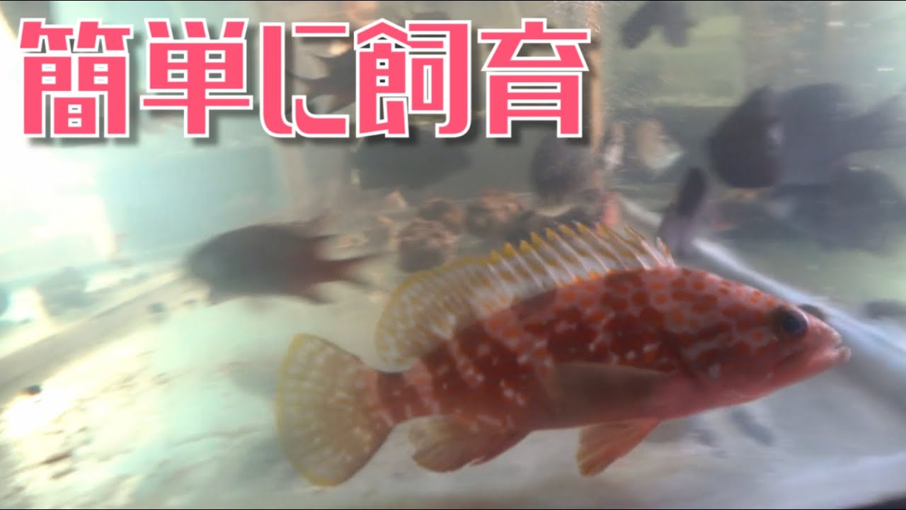 超簡単 海で釣った魚を家で飼う Vol 25 Youtube