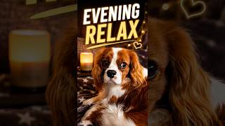 Evening relax by the true master of doing absolutely nothing 🐶🌙 #dogshorts #cavalierkingcharles