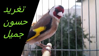 chant chardonneret jilguero goldfinch  تغريد حسون مقنين