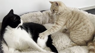 Annoying Kitten Keeps Bothering Older Cat