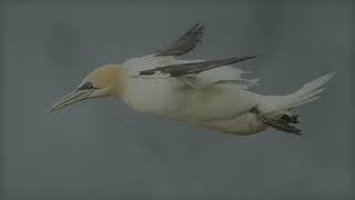 The Northern Gannet