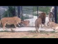 Конфликт между тиграми. Львы пытались вмешаться.