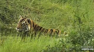 A long vacation soak. Jamine the tigress at Big Cat Rescue.