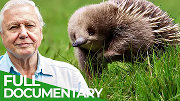 David Attenborough Presents: Tasmania - Weird & Wonderful | Free Documentary Nature