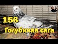 Голуби - У нас новенький - Голубиная сага - Серия 156