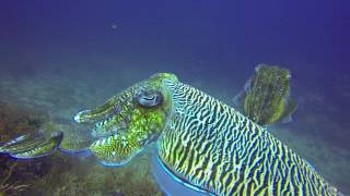 Seahorse VS Cutter fish by Bangtao Dive