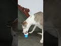 #entertainment #music #adoptdontshop #adoptstrays #dogshorts