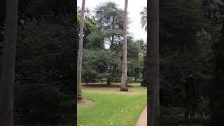 Tall Trees Albury Botanic Gardens #botanicalgarden #talltrees #albury #walking #walkabout #shorts