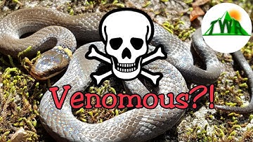 Ringneck Snakes...Are They Vemomous?!