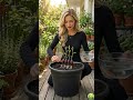 Home Garden Ideas | Easy Trick to Grow Finger Grapes at Home 🍇 #diy