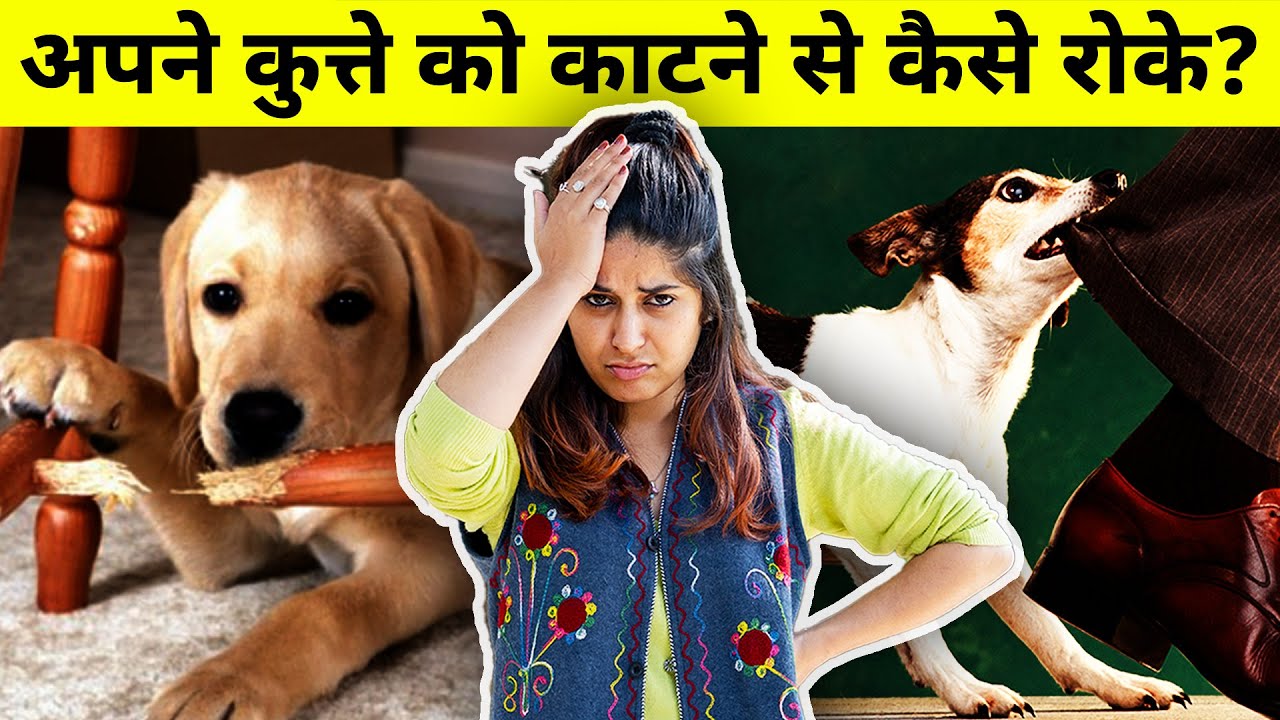 Apne dog ke bite karne ki aadat ko kaise rokein
