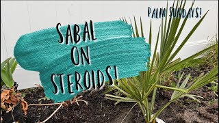 Palm Sundays! Sabal tamaulipensis | The Barefooted Gardener
