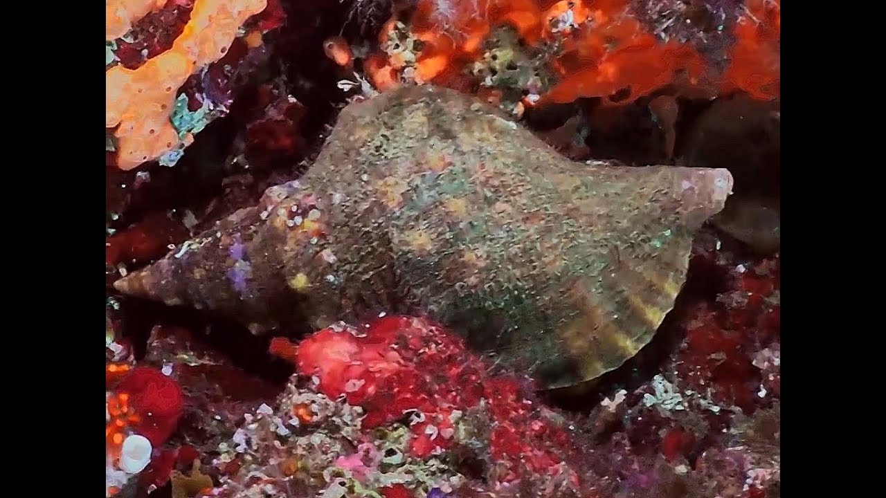 Charonia lampas al Parco Sommerso di Gaiola