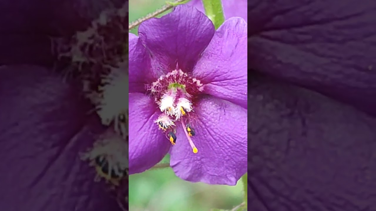 Виолетов лопен,Лилав,Verbascum phoeniceum,тревист,градинарство,антимикробен,Казанка.