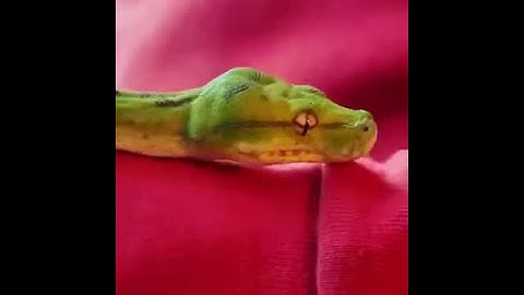 First time holding my green tree python