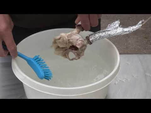 Video: Hvordan renser man et kranium med dermestidbiller?