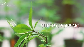 Thc Design : Super Cropping