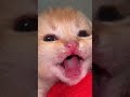 So cute🥰#cutecats #kitten #pets #animals #meow