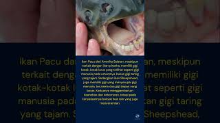 Fakta Unik Ikan yang memiliki gigi seperti manusia #shorts