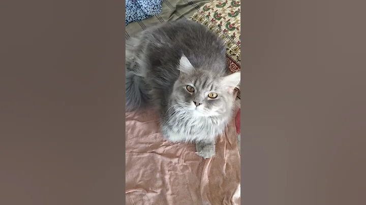 Video 10581831: persiancat persians, catlover persiancat cutecat kitten, persiancat cat cutecat kitten, persiancat kitten catlover cute, persiancat catlover kitten funny