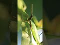 grasshopper eating