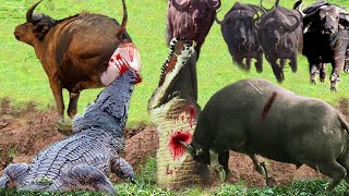 The Great War Of Buffalo And Crocodile On The Ground #buffalo #crocodile #animals #wildanimals