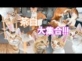 【坂上家からやってきた！】癒しの茶白ベイビーブラザーズギャング