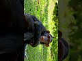 Why Chimpanzees Are So Close to Humans