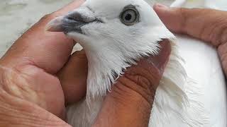 Weshi Piogen In Pure Condition Without Any Cross -Pure Bloodline