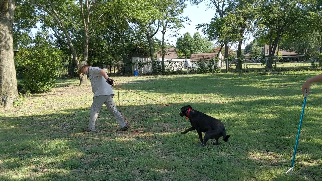 Parker snake training 1