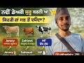 Selection of cow to start dairy farm #cow #funny #sidhumoosewala #viralvideo #sardulgarh 