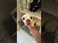 Niki is the most celebrity chihuahua in the world 🤣🤣