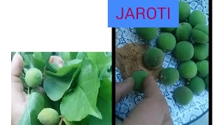 اس وقت گلگت بلتستان کا خاص پھل|Jaroti with masala-کچا خوبانی ?