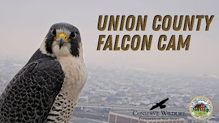 Union County Falcon Cam