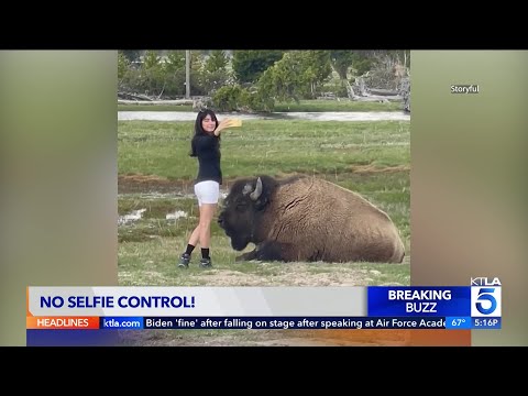 Woman caught on camera taking selfie with bison in Yellowstone