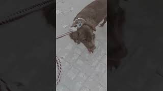 pointer Dog (subscribe me) #shortsfeed #pets #shortvideo
