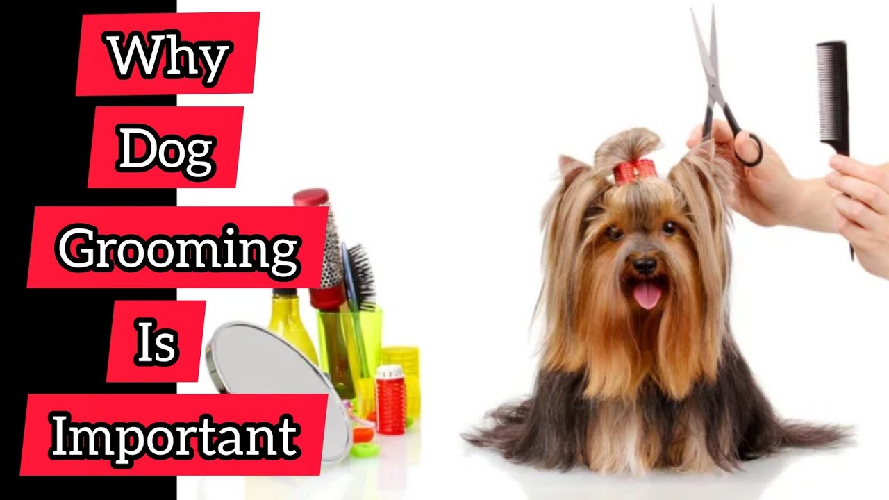 Why dog grooming is important? YouTube