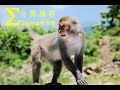 《Sigma事件簿：台灣獼猴》Taiwan macaque