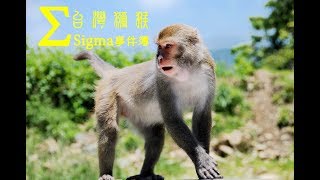 《Sigma事件簿台灣獼猴》Taiwan macaque