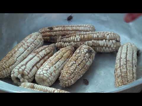 \"ფაროსანა საჭმელში ჩაგვივარდა\"-სოფელ ბაშის მოსახლეობა დახმარებას ითხოვს