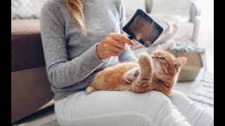 How to Breed Cats at Home: Essential Tips for Successful Cat Care