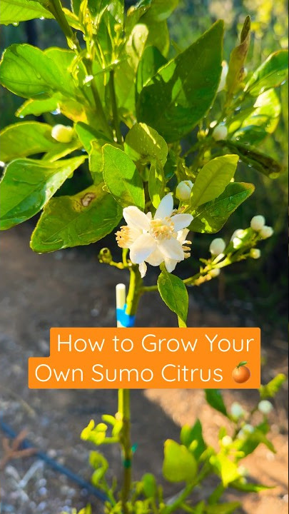 The Ultimate Guide to Choosing the Perfect Sumo Citrus® - Sumo Citrus