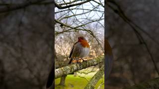 Download Lagu Suara Berkecet eropa #redrobin #berkeceteropa #birds #birdsounds MP3