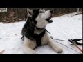 DOGS 101   Alaskan Malamute ENG の動画、YouTube動画。