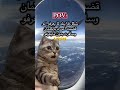 ياحرام عالصدمة Explore كوميديات اكسبلور هتضحك قطط Viral ضحك Cat Funny Viralvideo